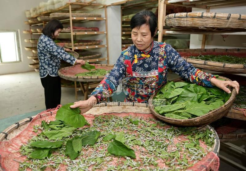 澳门最精准正最精准龙门蚕,澳门最精准正最精准龙门蚕——探寻成功的秘密